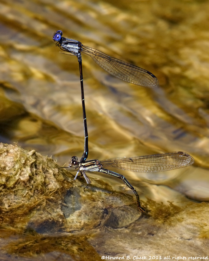 River Damsels