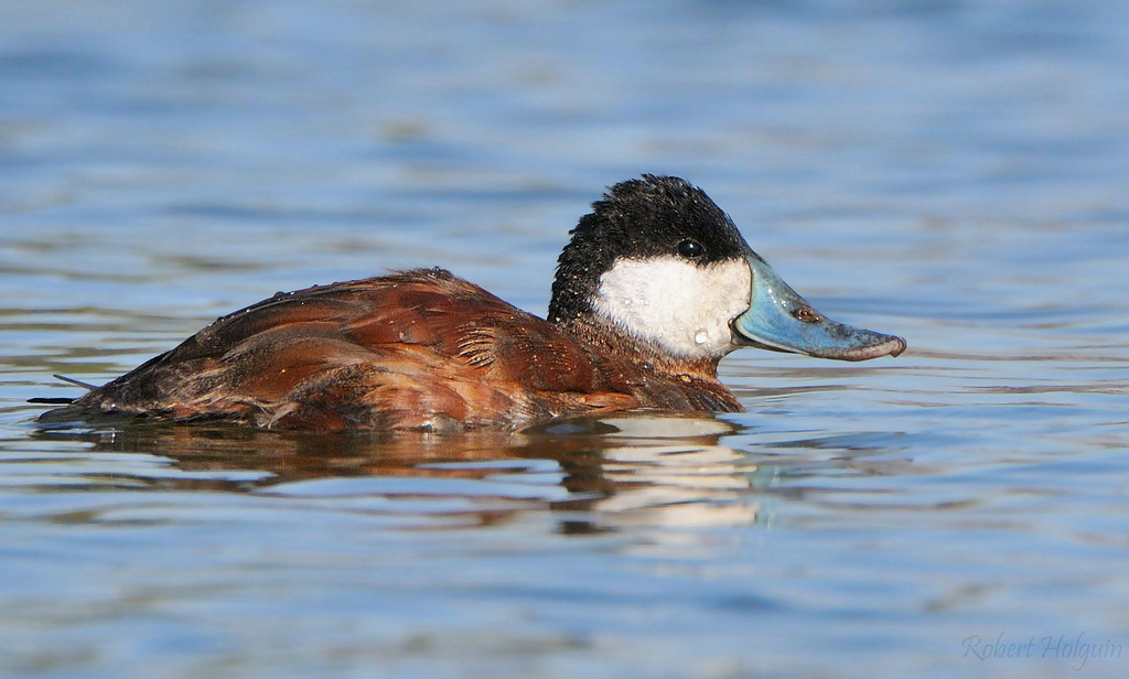 Ruddy Duck
