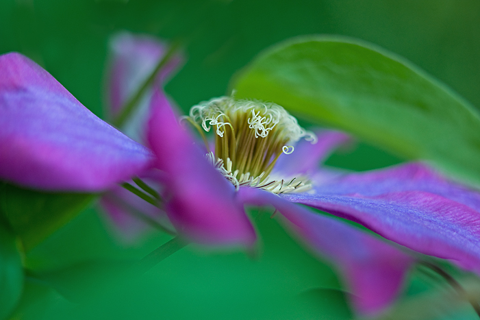 Purple Clematis