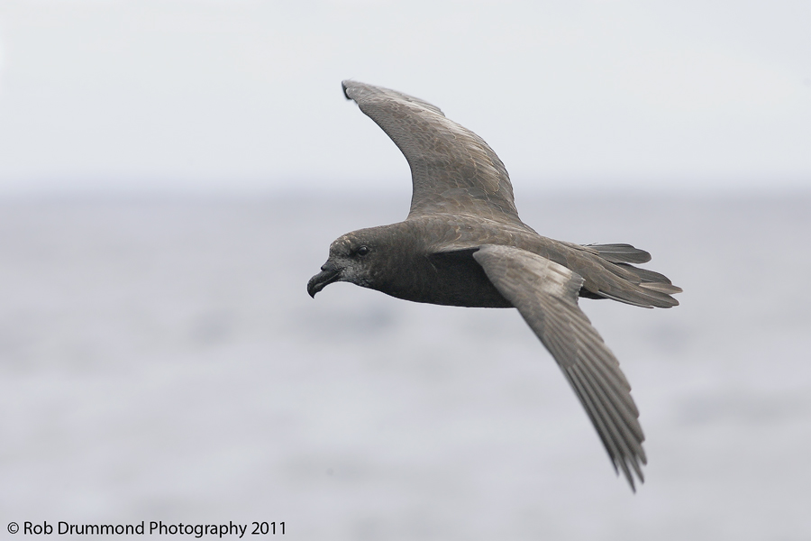 Great-winged Petrel