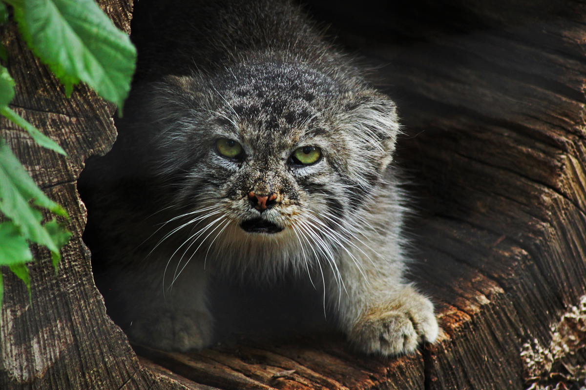 Pallas cat (C)