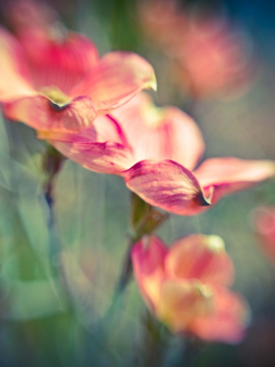 Dogwood