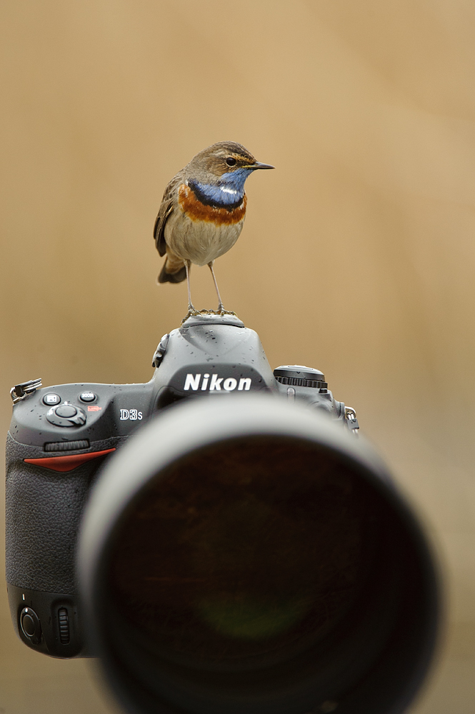 Everyone loves a Nikon