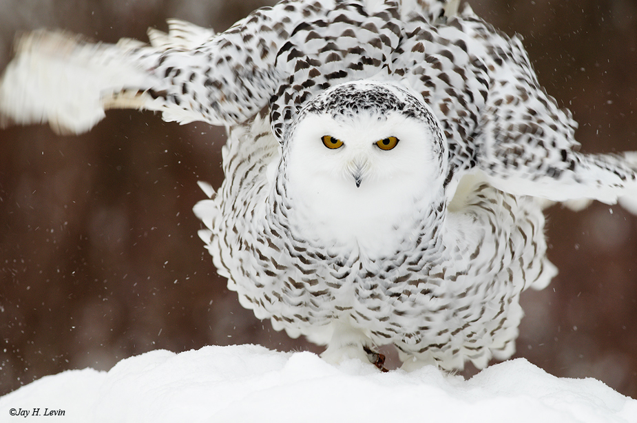 Snowy owl in action