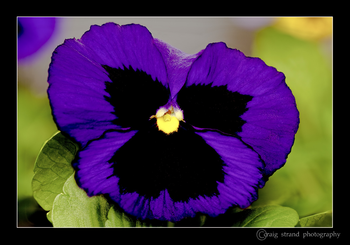 Pansy Colors