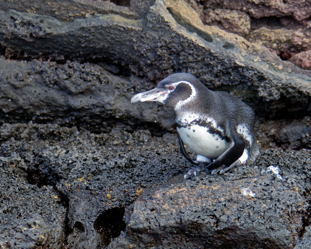 Galapagos penguin