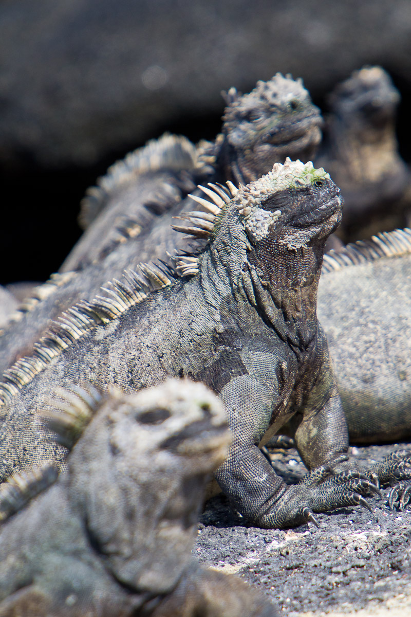 Marine iguanas