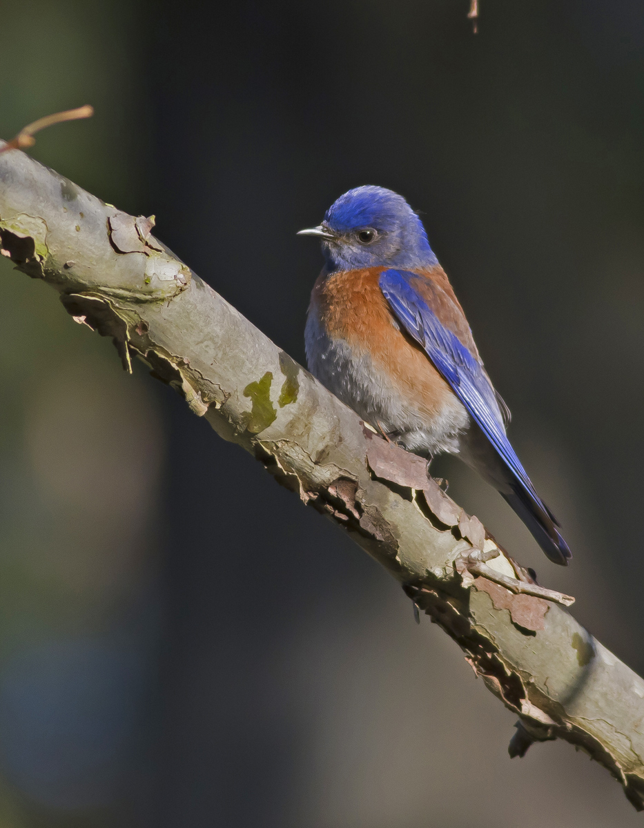 Western Bluebird