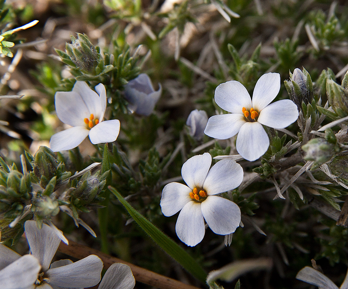 More Spring Flowers