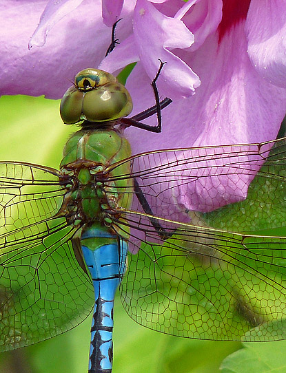 Green Darner dragonfly