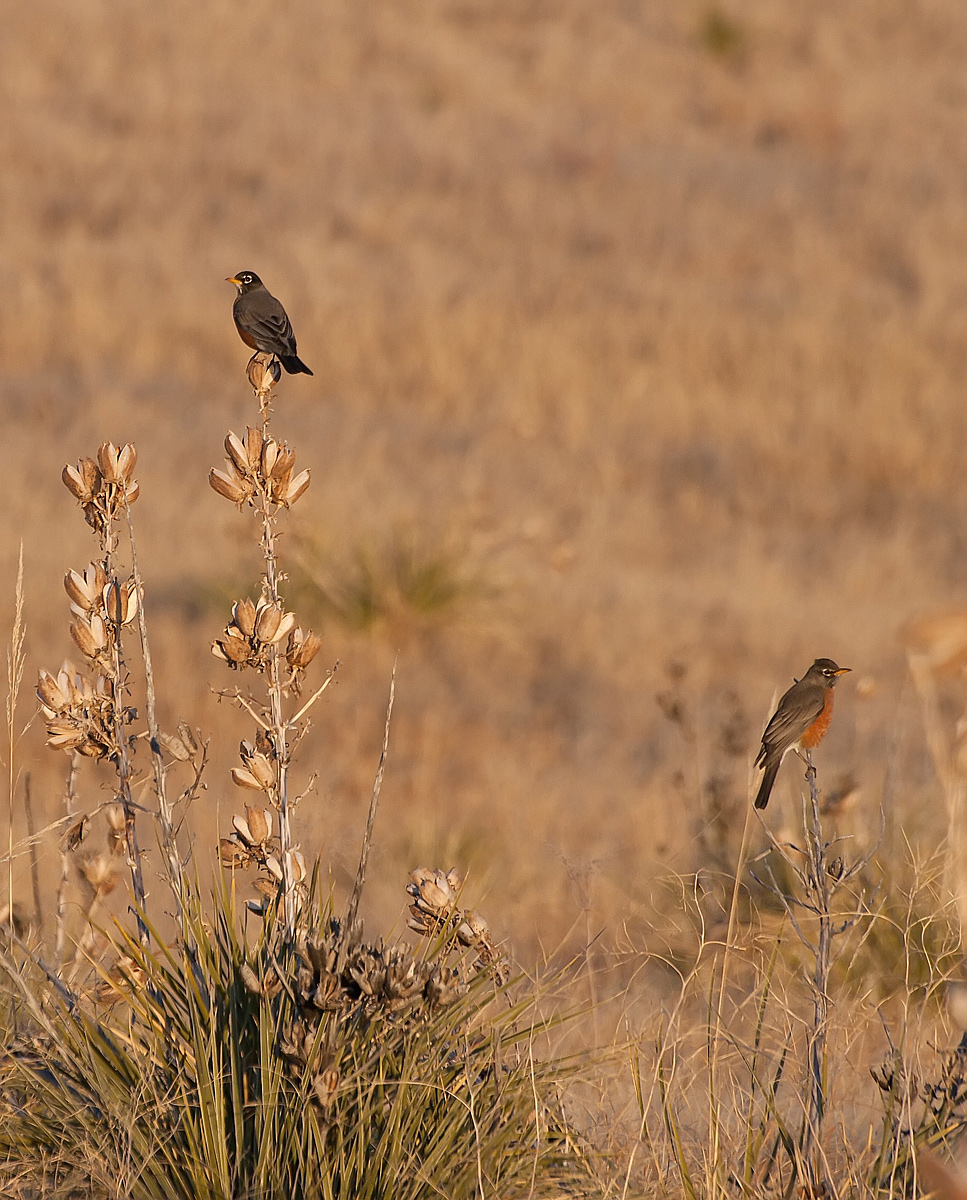 Robins a Pair 