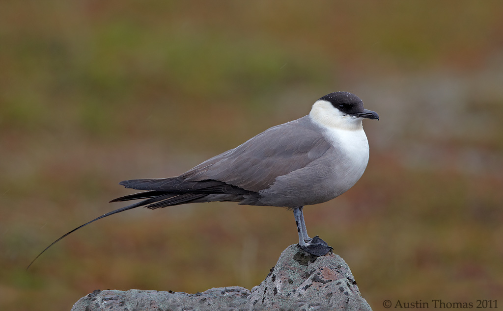 Long-tailed Skua