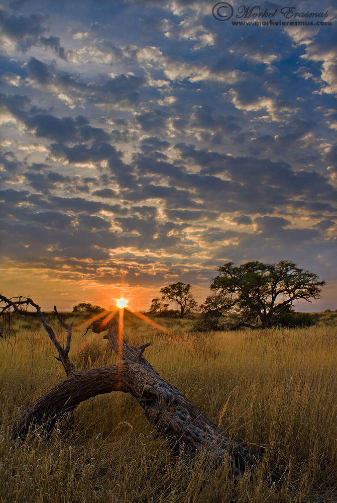 Stumped by the Kalahari