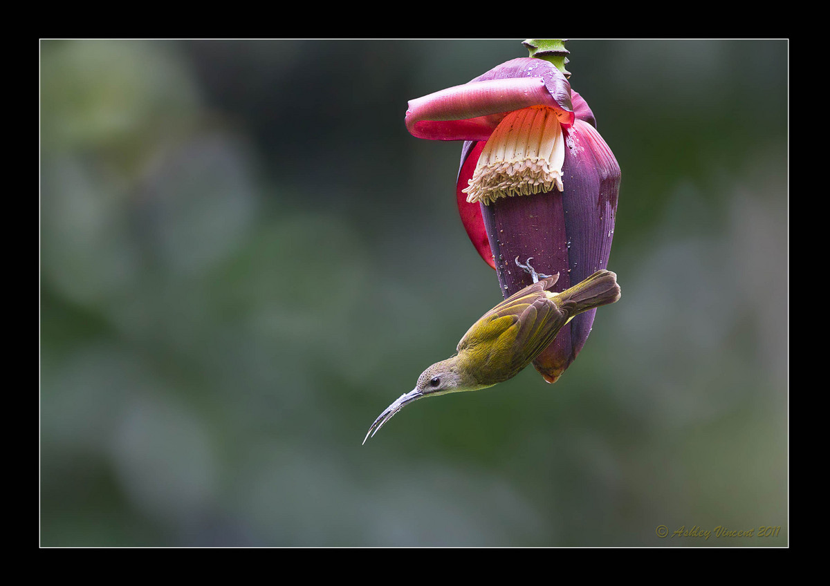 Little Spiderhunter