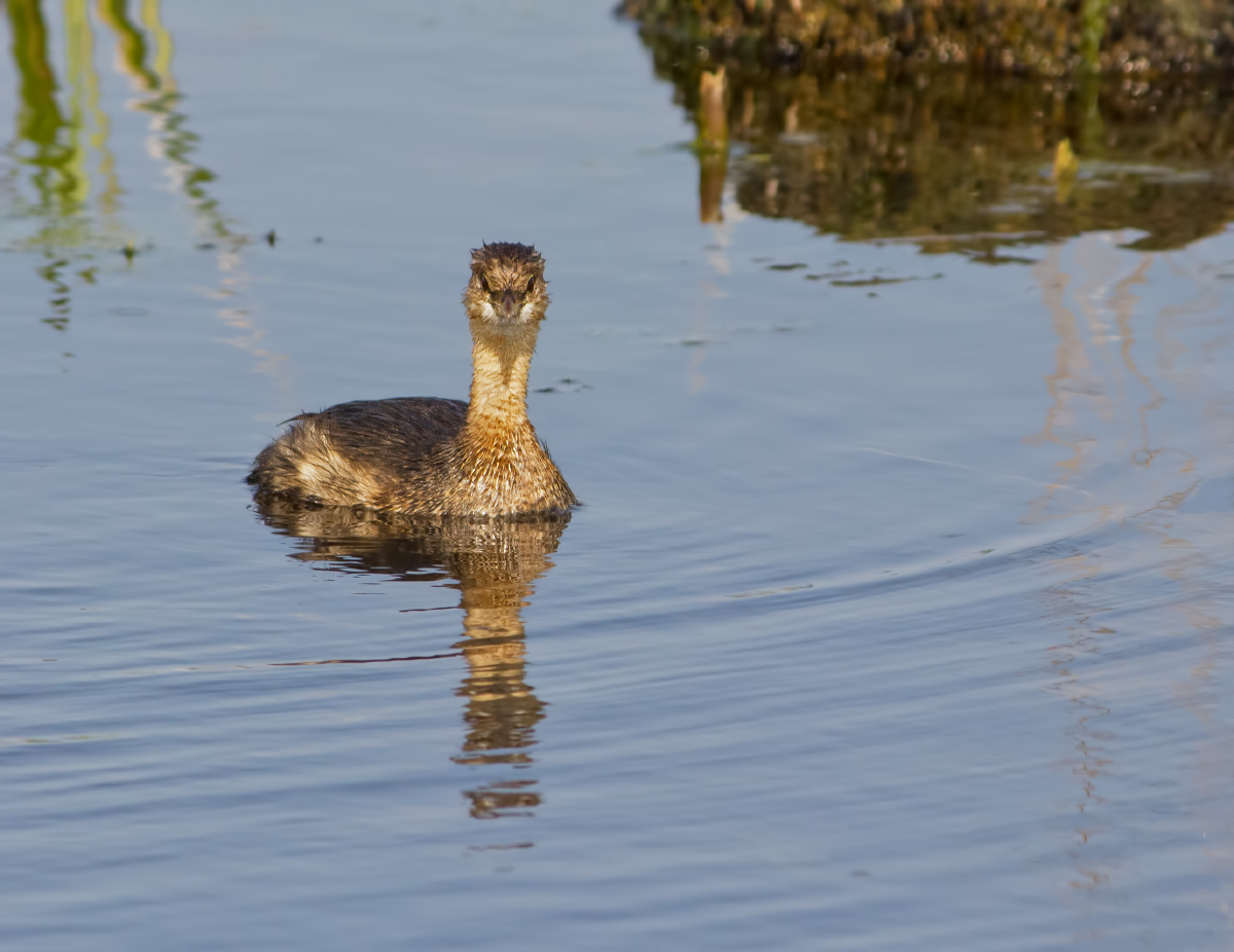 (Pied-billed?) Grebe
