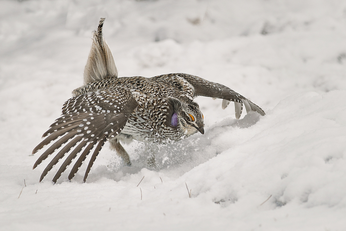 Dancing Sharptail 2