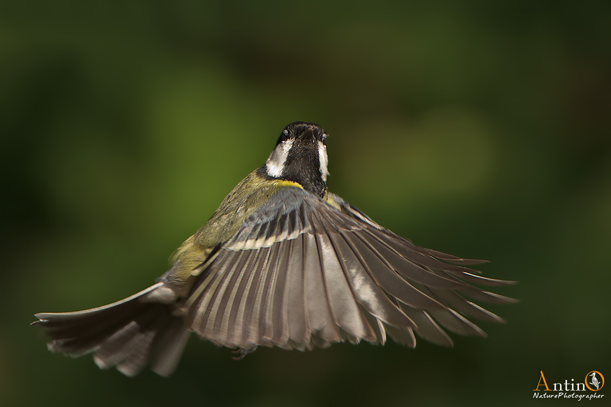 Great Tit