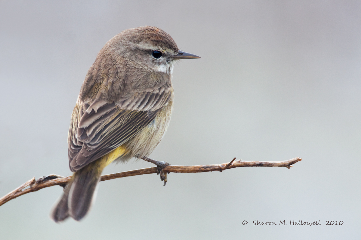 PALM (corrected)  Warbler