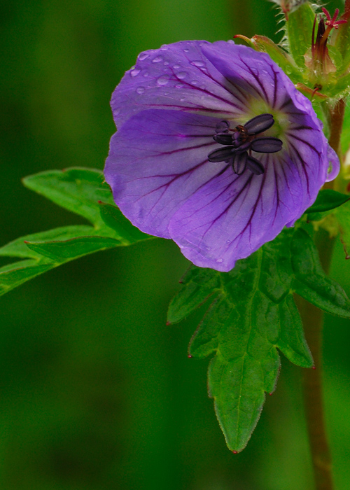 Wild Geranium + repost