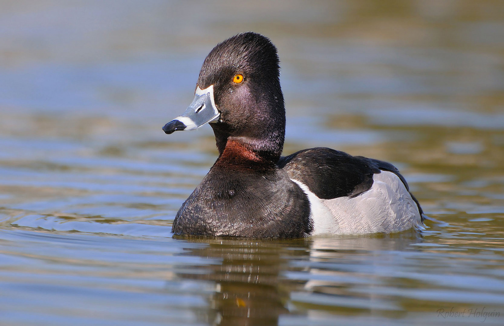 Ring-Necked Duck