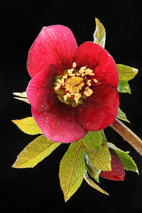 Lenten Rose--Red Lady