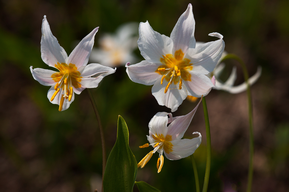Avalanche Lilies