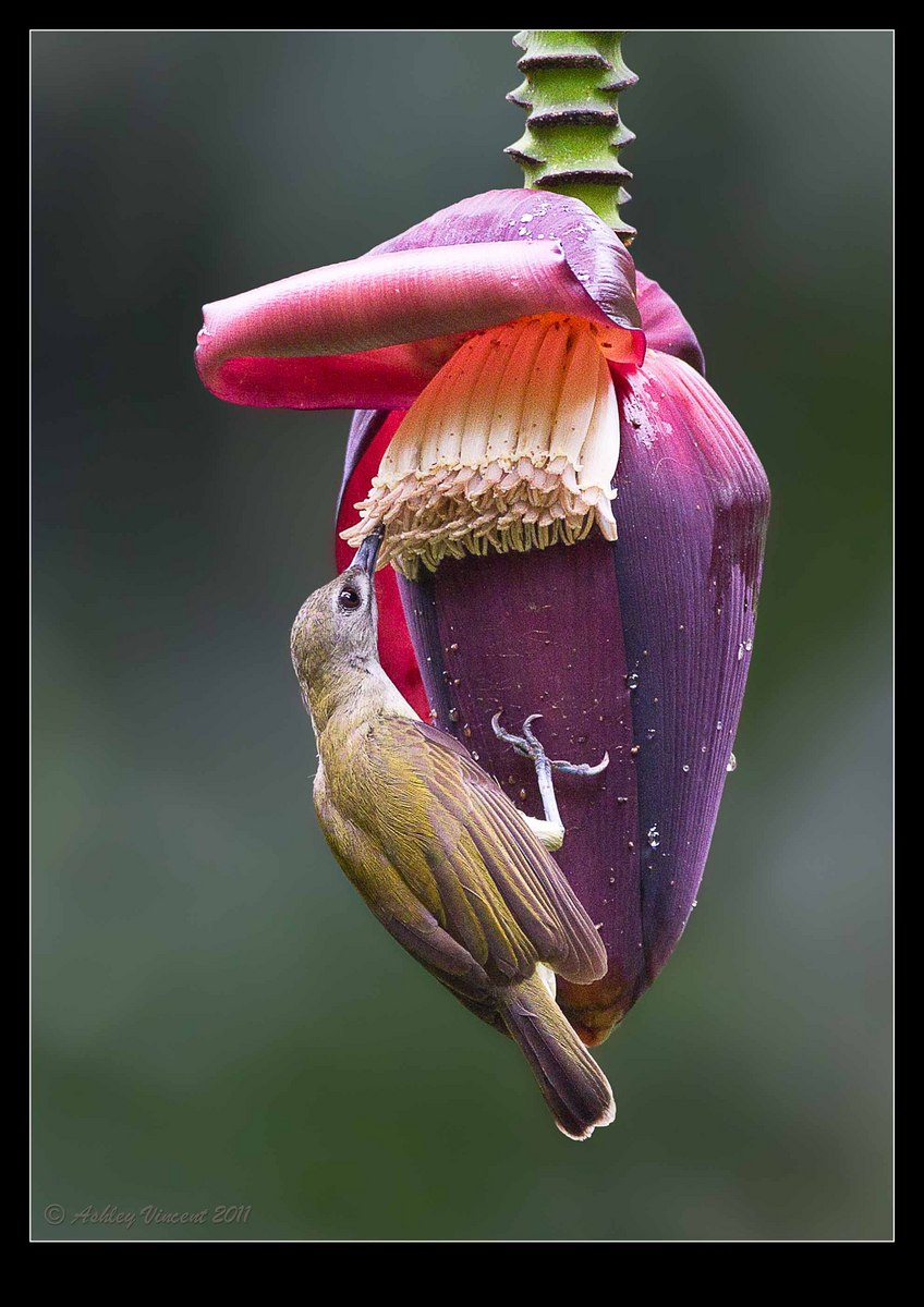Little Spiderhunter #2