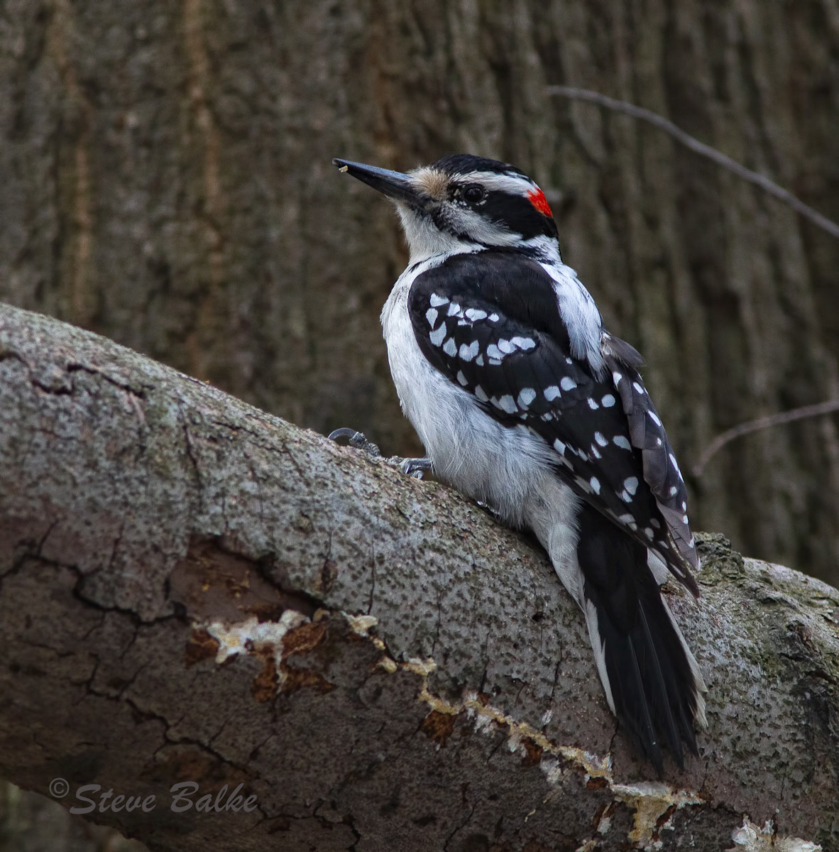 Hairy Woodpecker
