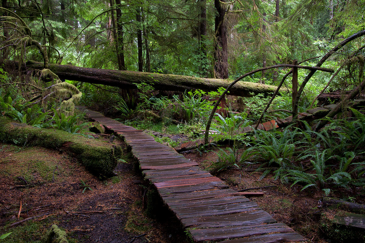 Meares Island BC