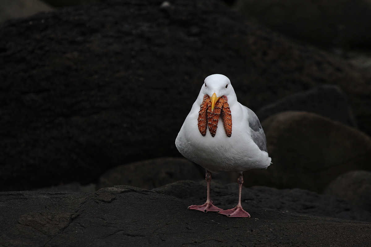 western gull