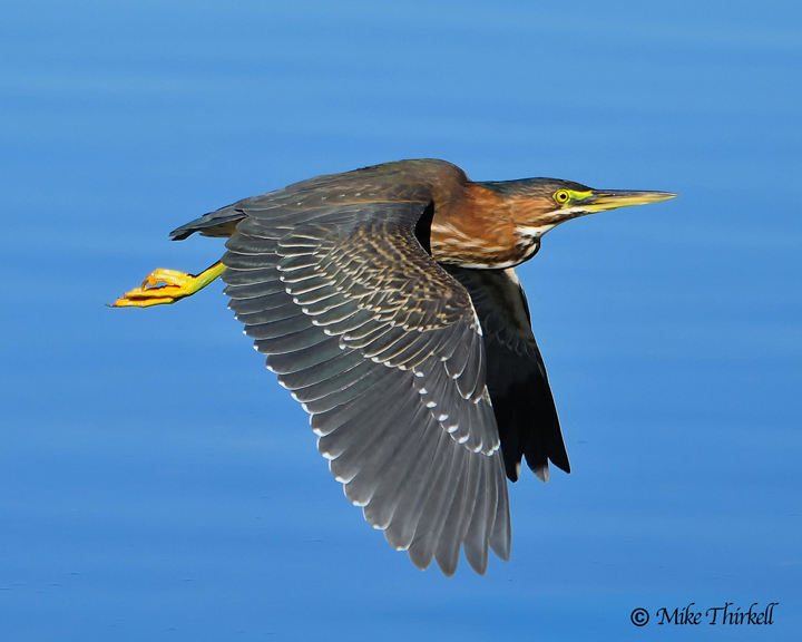 Flight Of the Green Heron