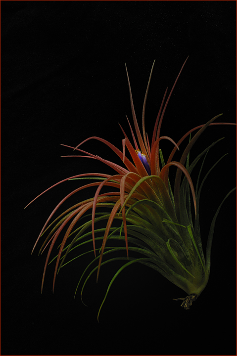 Dark Beauty