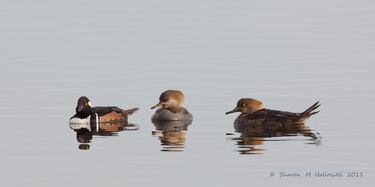 Hooded Merganser Trip