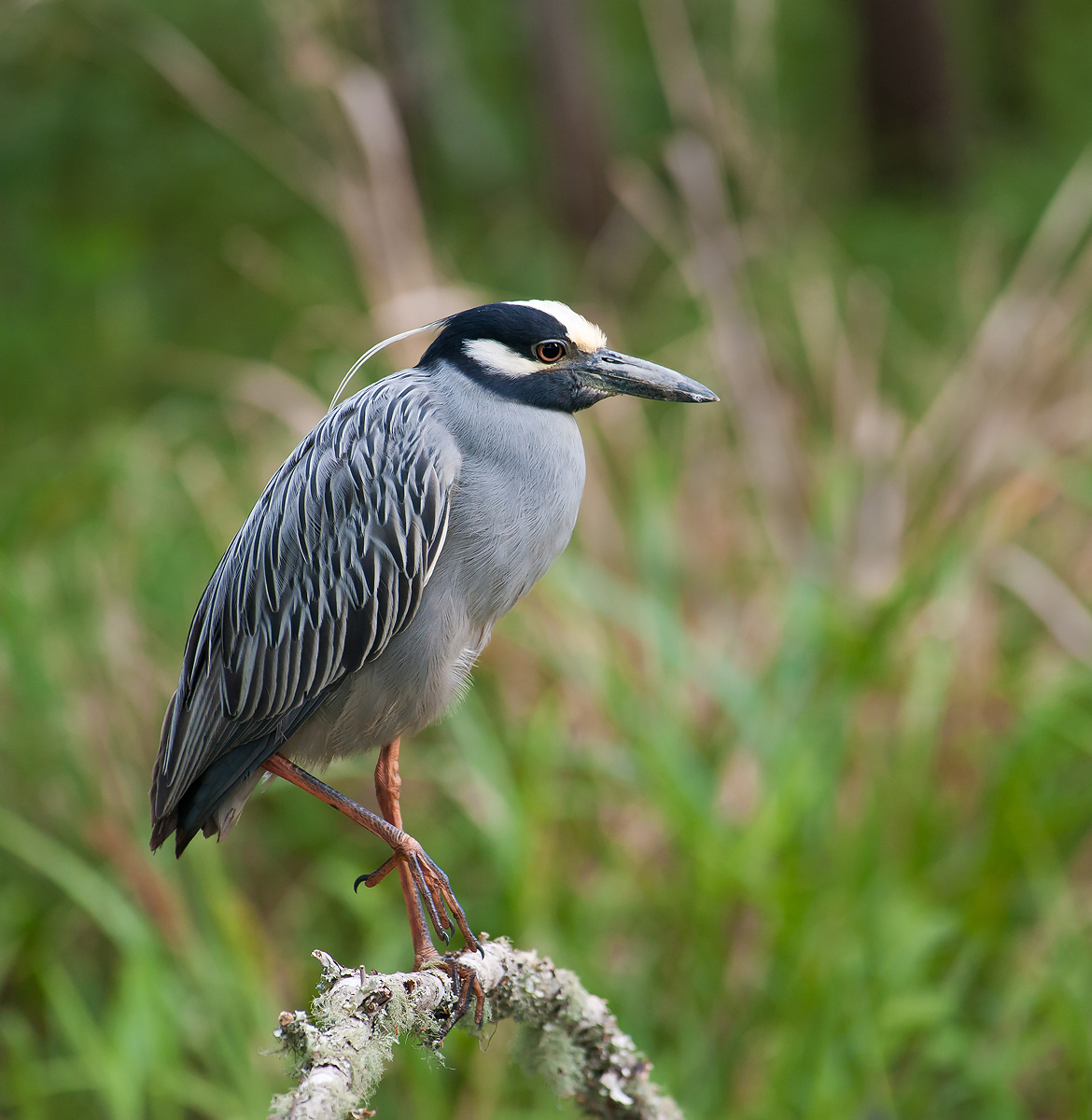 Yellow-crowned Night-Her