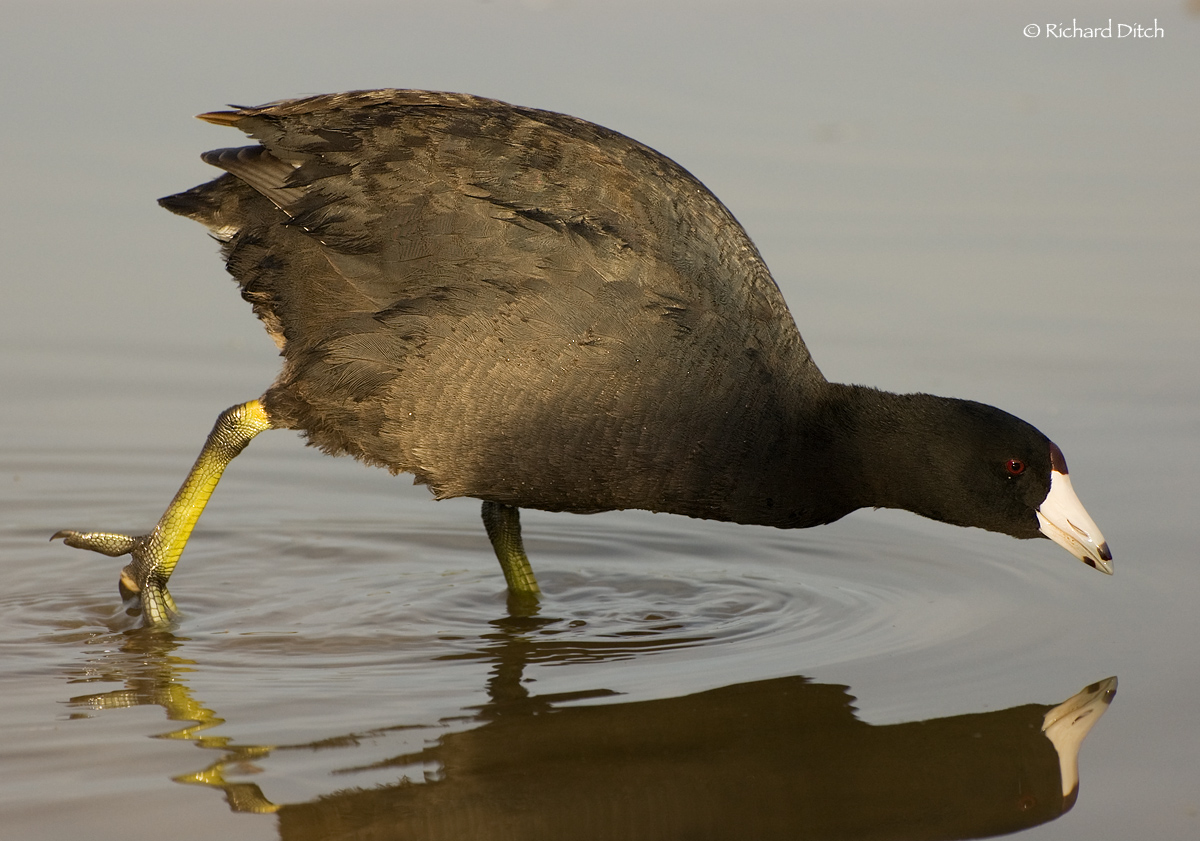 American Coot