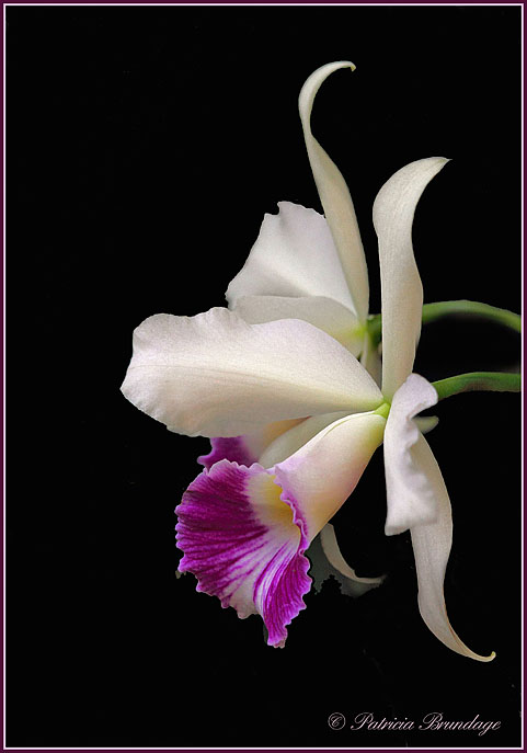 Cattleya Orchid