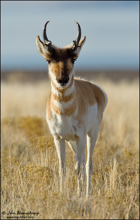 Pronghorn