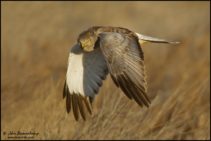 Northern Harrier