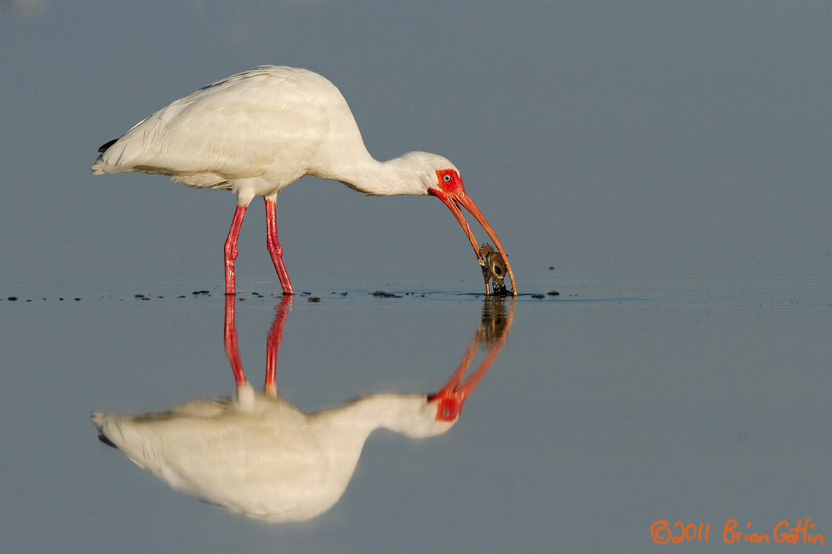 White Ibis with fish