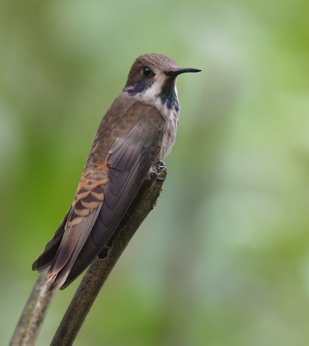 Brown Violetear