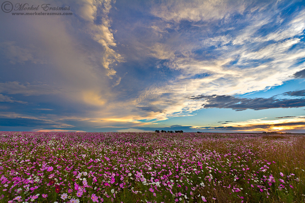 Heavenly Cosmos