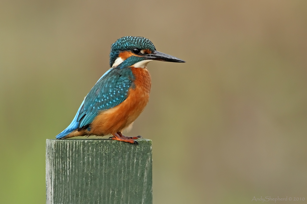 Kingfisher