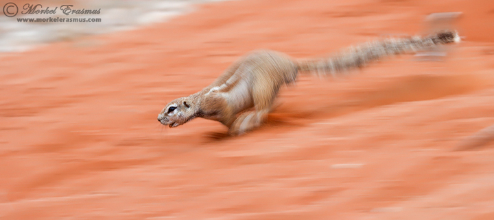Ground Squirrel Missile