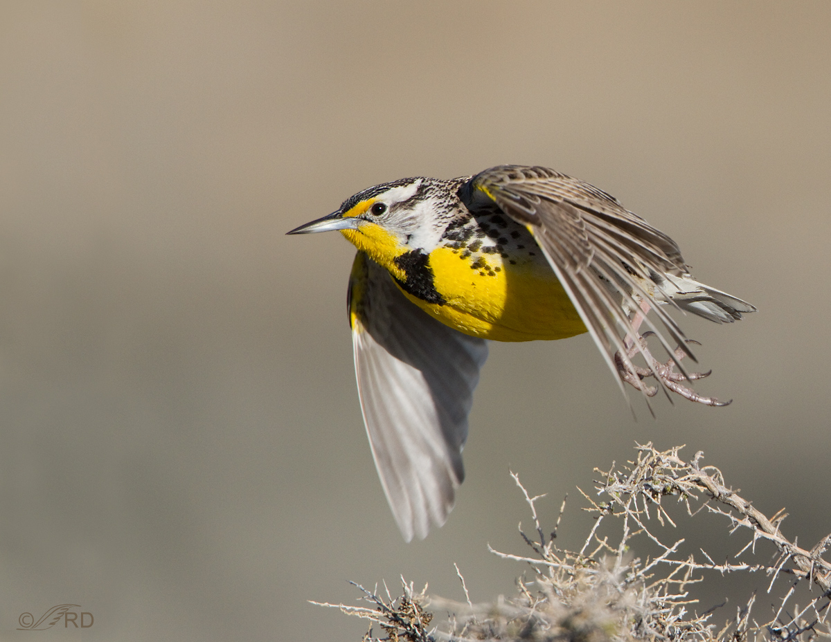 Western Meadowlark