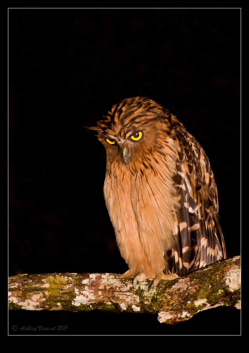 Buffy Fish-Owl