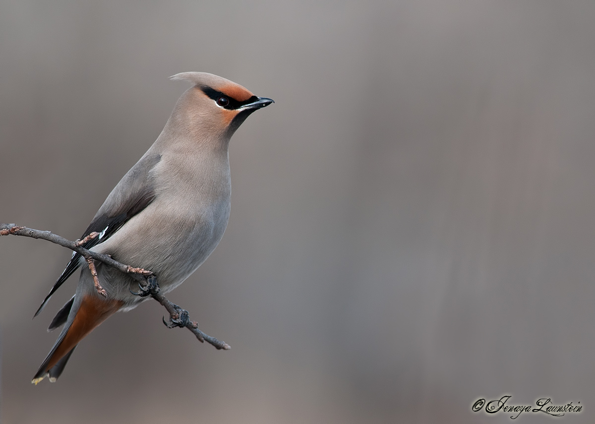 Bohemian Waxwing