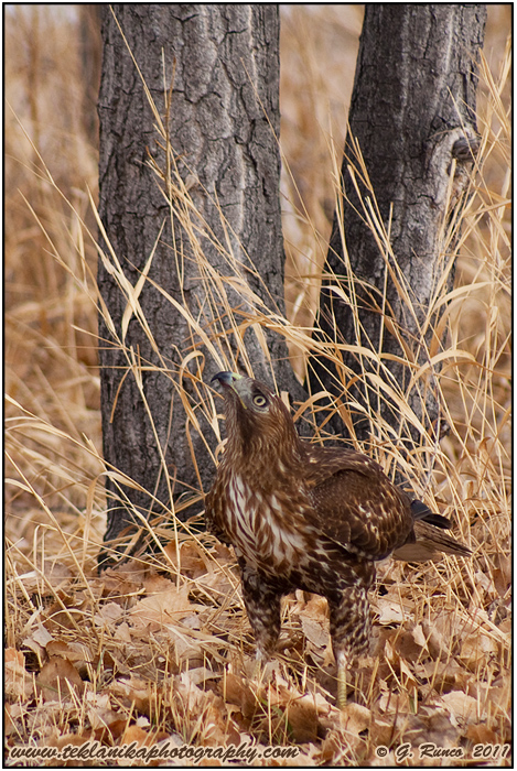 Hawk in Leaves