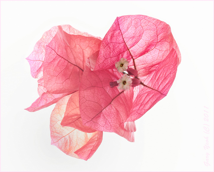 Bougainvillea