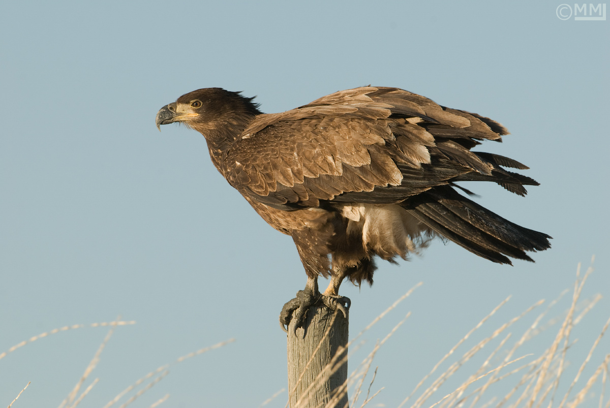 1 yr old Bald Eagle