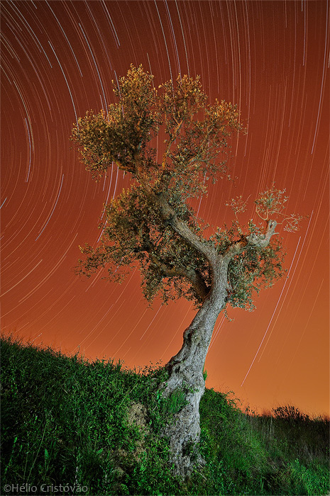 Olive Tree Strascape